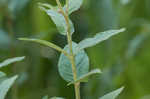 Sticky rosinweed